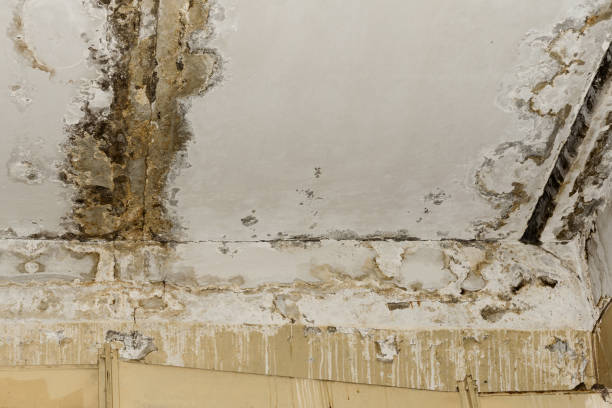 Forensic Mold Investigation in Center Point, NM