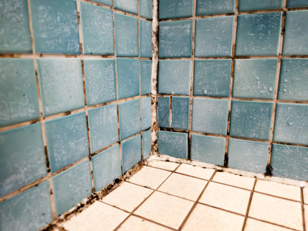 Best Asbestos and Lead Testing During Mold Inspection  in Center Point, NM