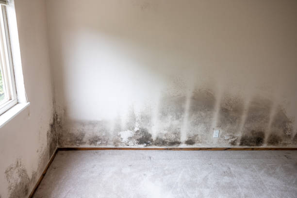 Best Emergency Mold Remediation  in Center Point, NM