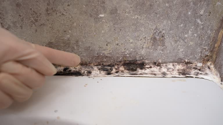 Best Commercial Mold Inspection  in Center Point, NM