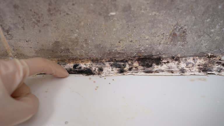 Best Black Mold Removal  in Center Point, NM