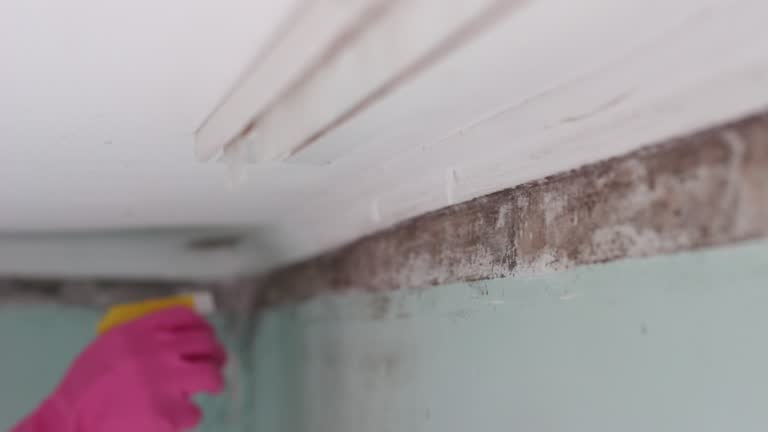 Center Point, NM Mold Removal Company